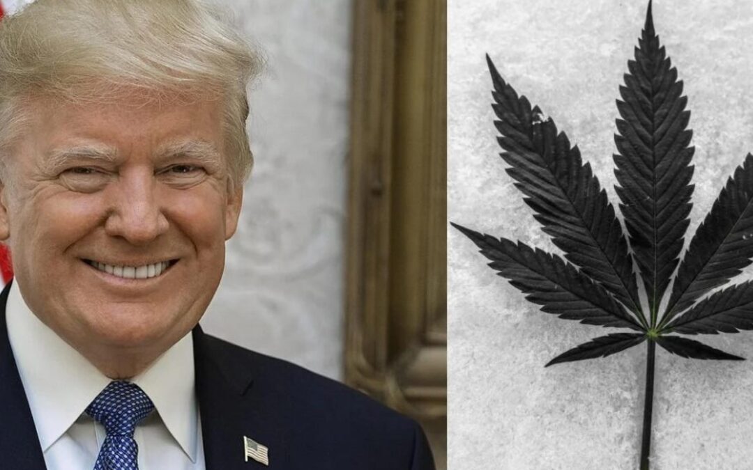Trump’s Influence Looms Large Over Florida’s Cannabis Legalization Vote, Will He Tip The Scales?